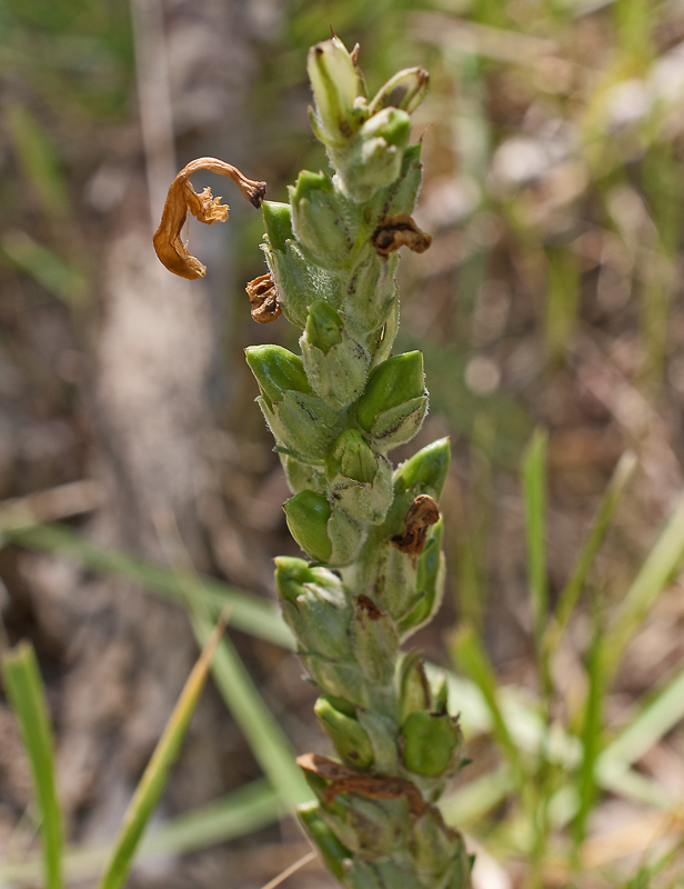 Изображение особи Pedicularis altaica.