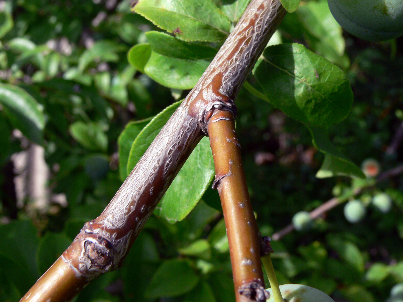 Изображение особи Prunus domestica.