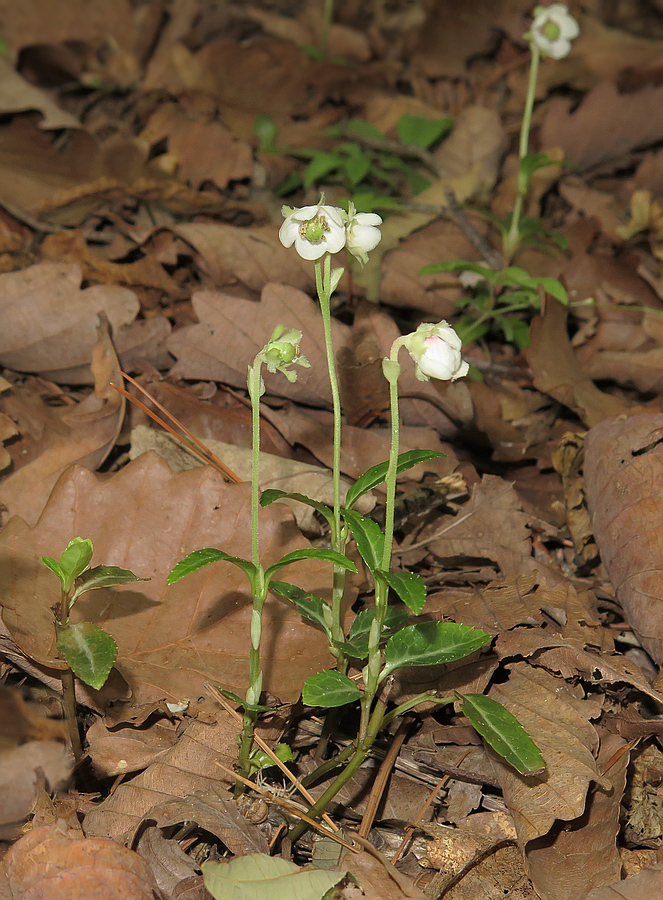 Image of Chimaphila japonica specimen.