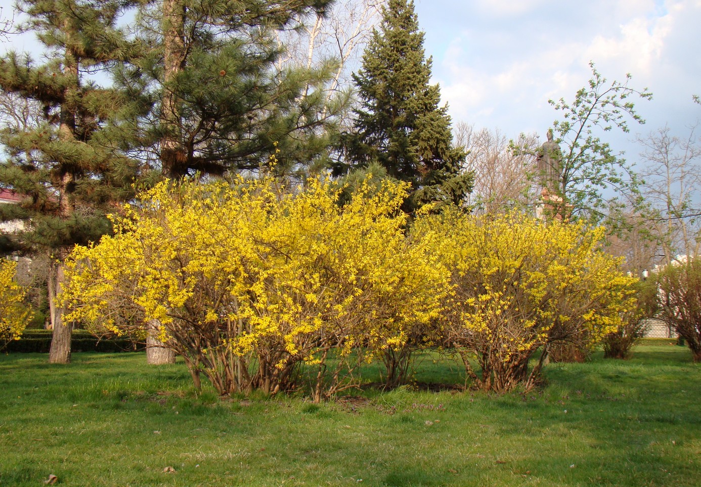 Изображение особи Forsythia &times; intermedia.