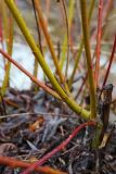 Salix caprea