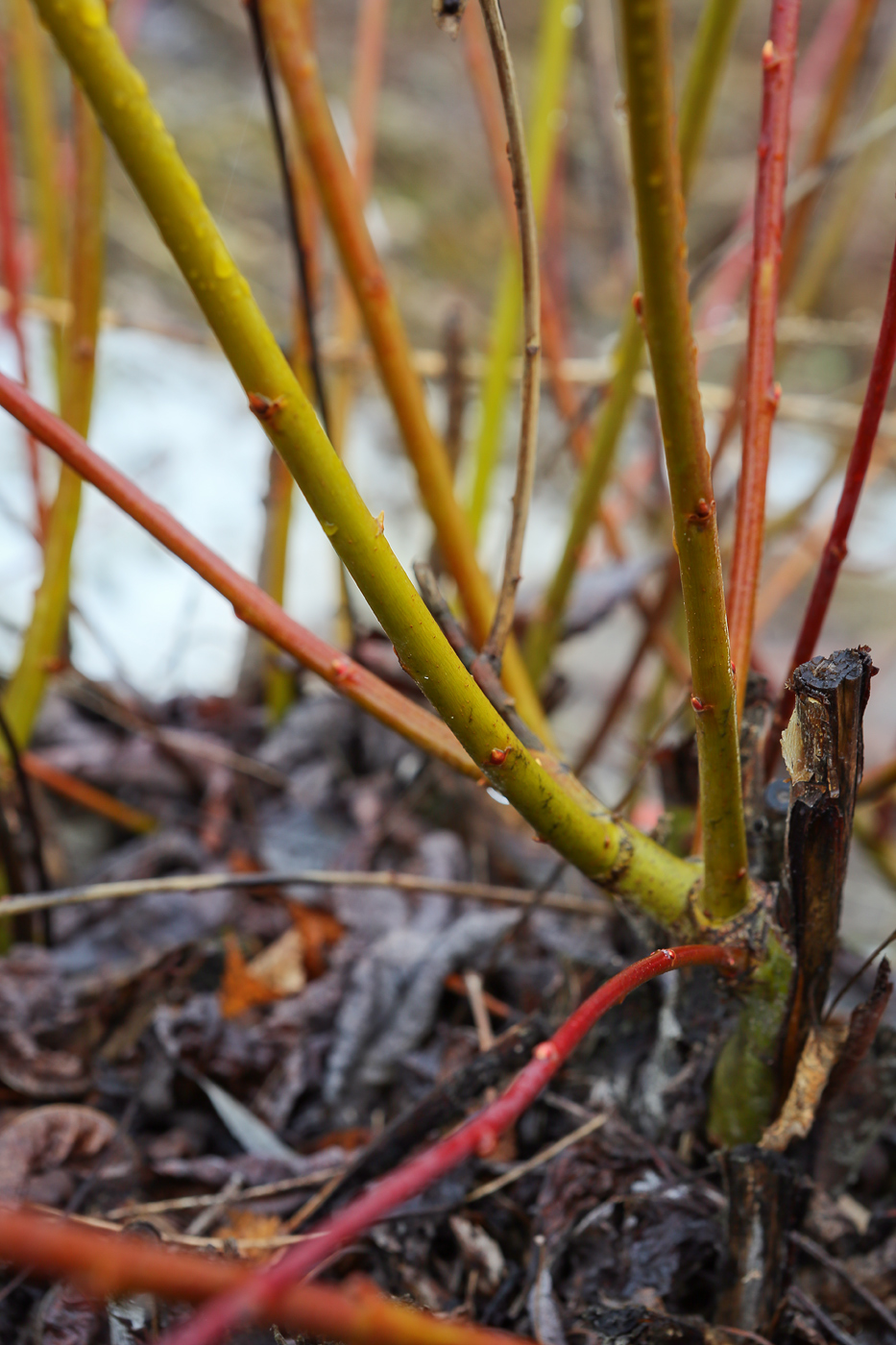 Image of Salix caprea specimen.