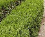 Buxus sempervirens. Растения в озеленении усадьбы. Польша, Подляское воеводство, окр. Нарвянского национального парка. 25.06.2009.