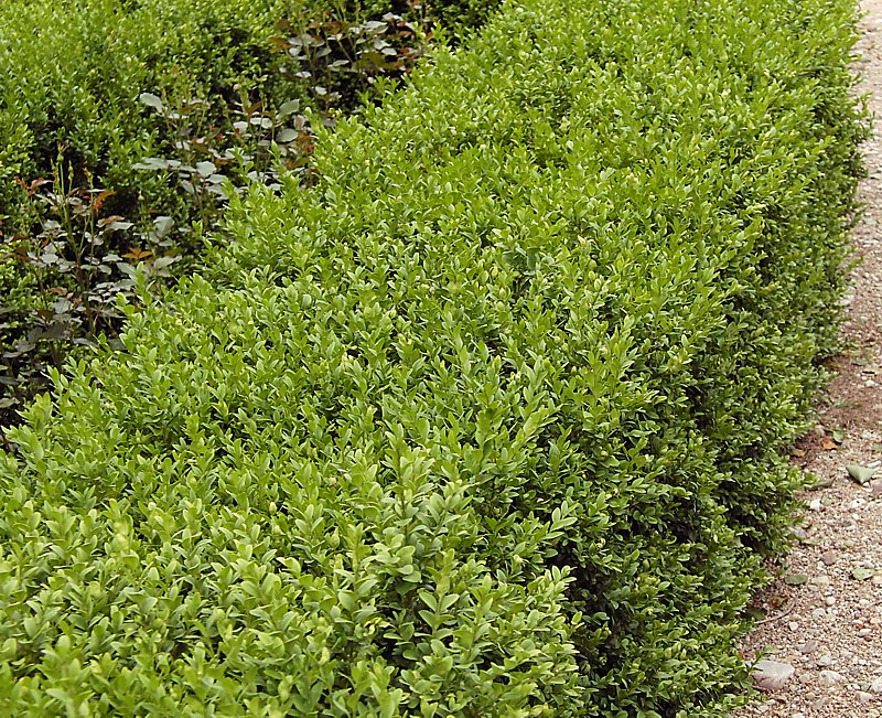 Изображение особи Buxus sempervirens.