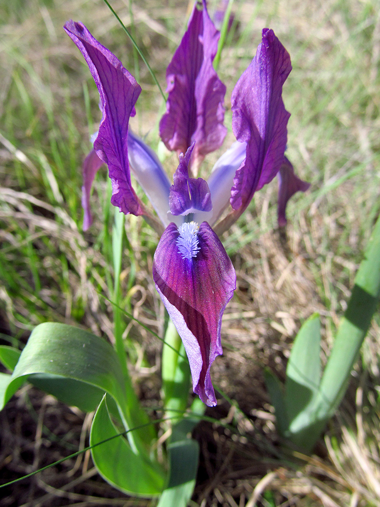 Image of Iris pumila specimen.