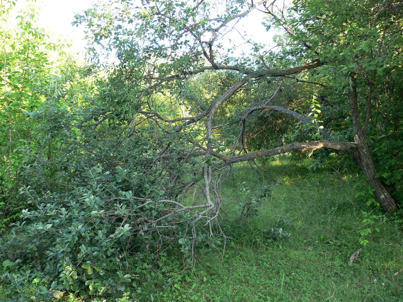 Изображение особи Salix caprea.