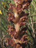 Orobanche rapum-genistae. Часть соцветия. Нидерланды, провинция Limburg, рудеральное местообитание у железнодорожной станции Mook-Molenhoek; паразитирует на Sarothamnus (Cytisus) scoparius. 12 июня 2010 г.