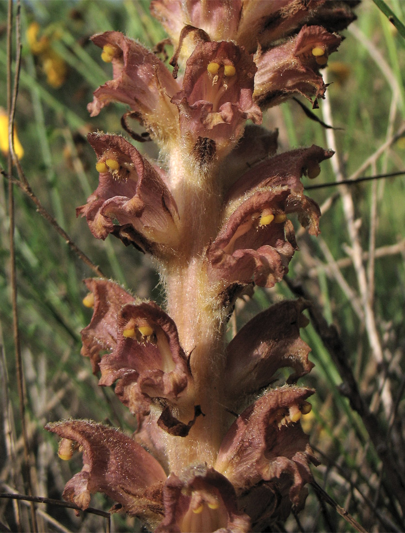 Изображение особи Orobanche rapum-genistae.