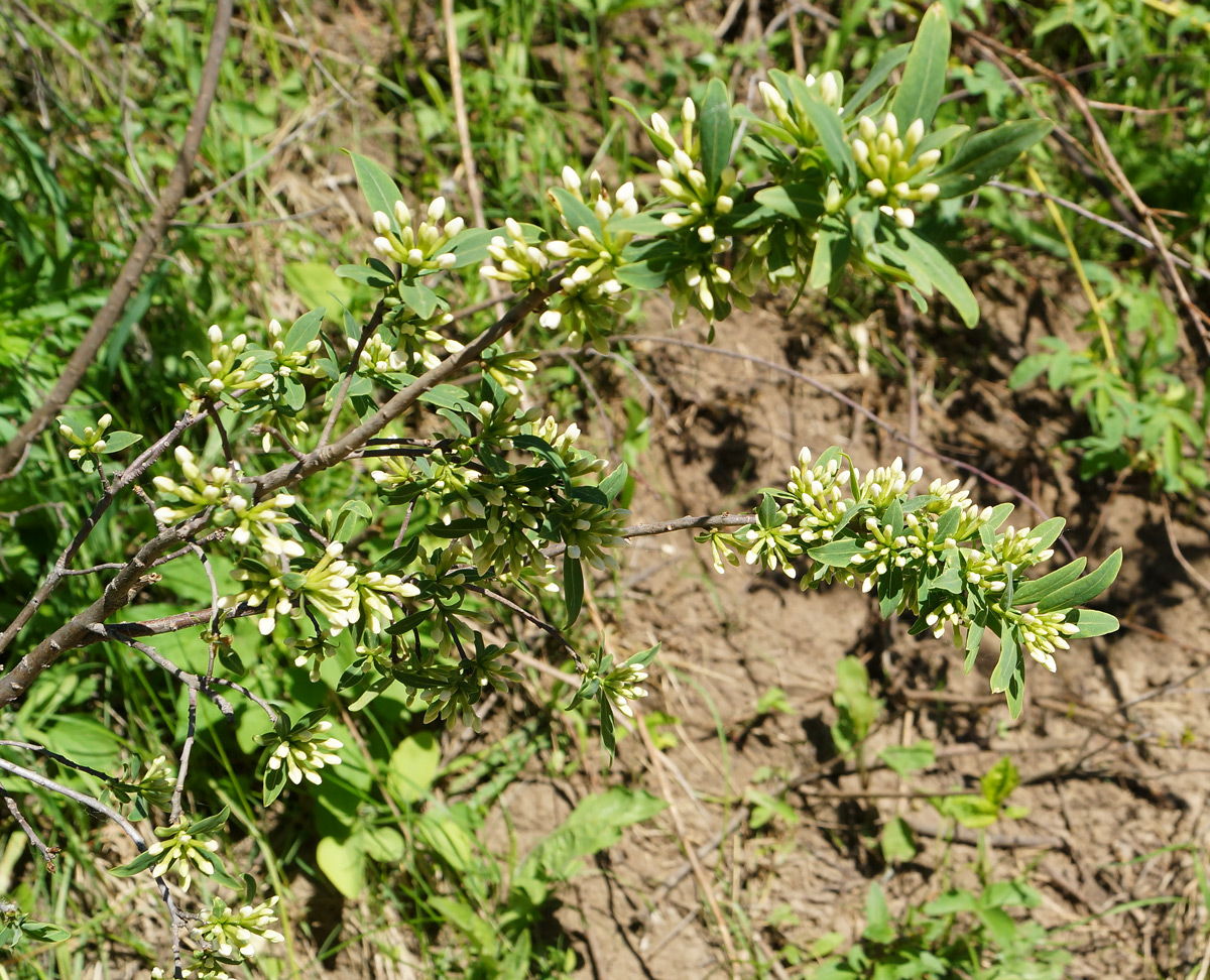 Image of Daphne altaica specimen.