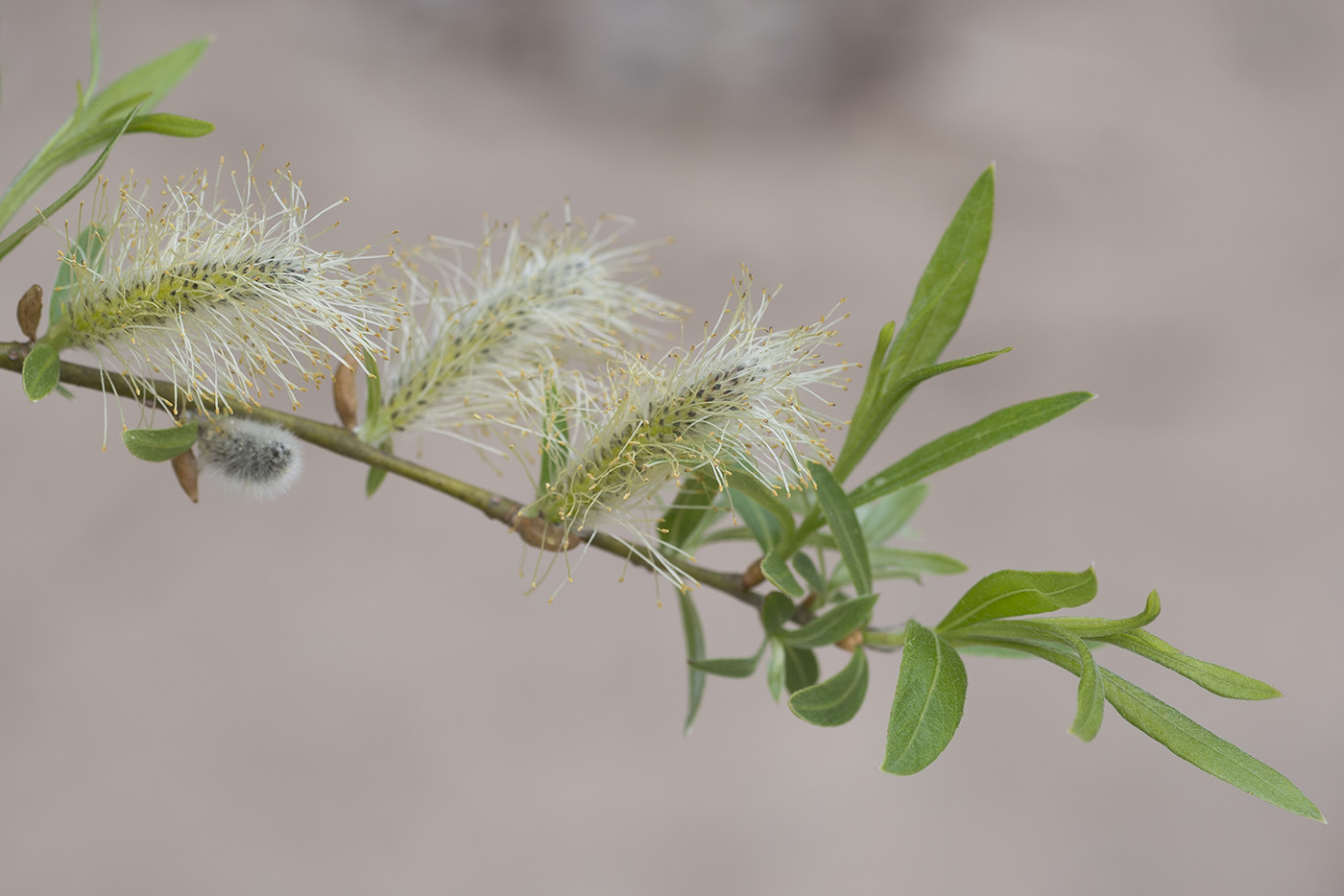 Image of Salix viminalis specimen.