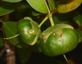Sonneratia ovata. Созревающие плоды. Таиланд, о-в Пхукет, курорт Ката, территория гостиницы, искусственный водоём. 12.01.2017.
