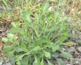 Silene gigantea ssp. rhodopea