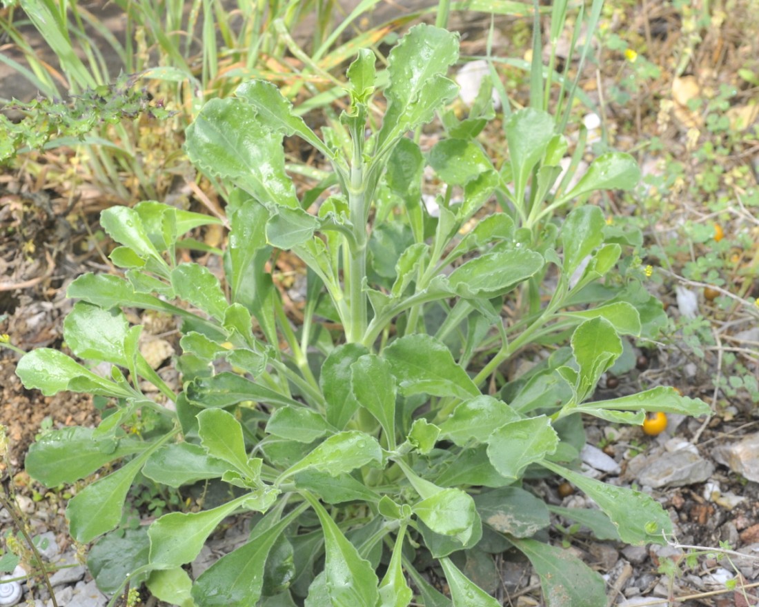 Image of Silene gigantea ssp. rhodopea specimen.