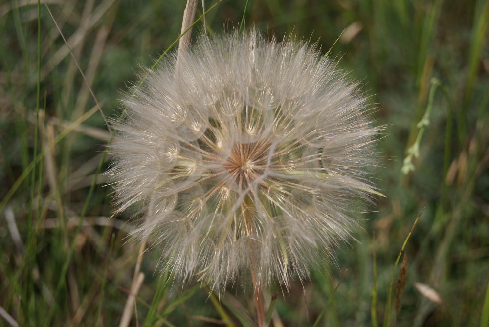 Изображение особи род Tragopogon.