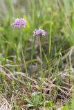 Primula farinosa