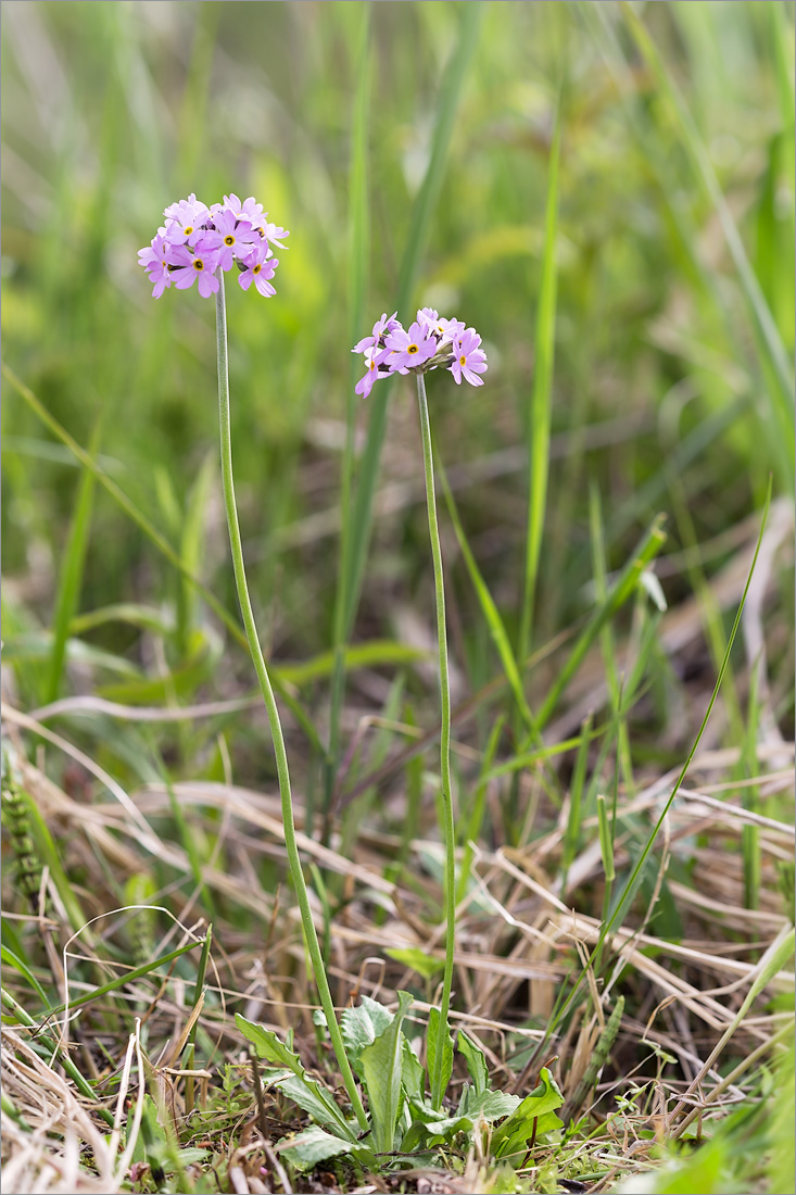 Изображение особи Primula farinosa.