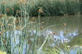 Schoenoplectus lacustris