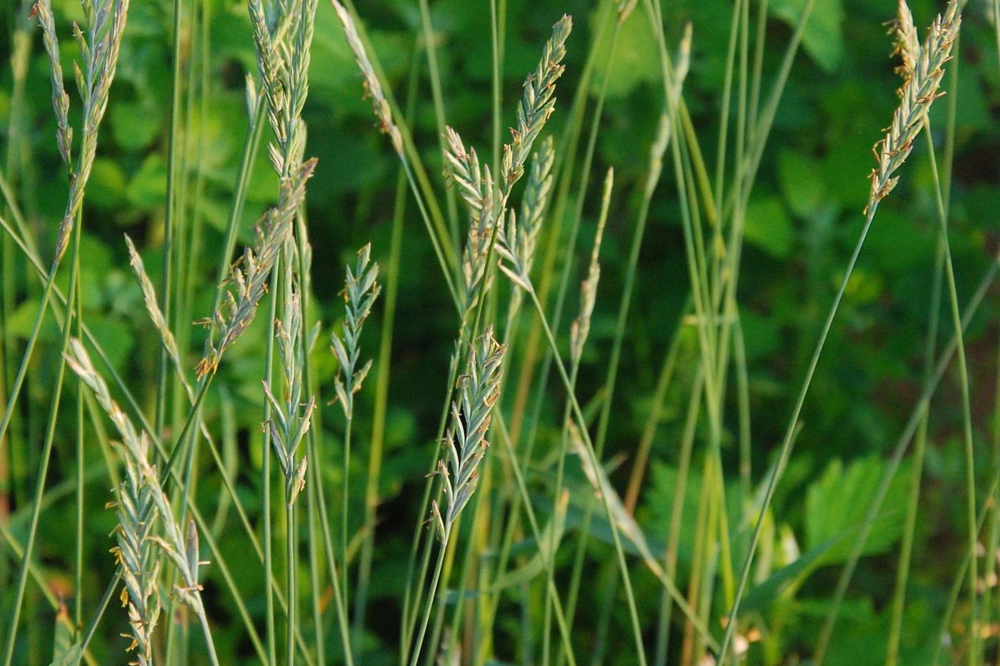 Image of Elytrigia repens specimen.