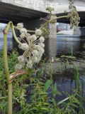 Angelica sylvestris