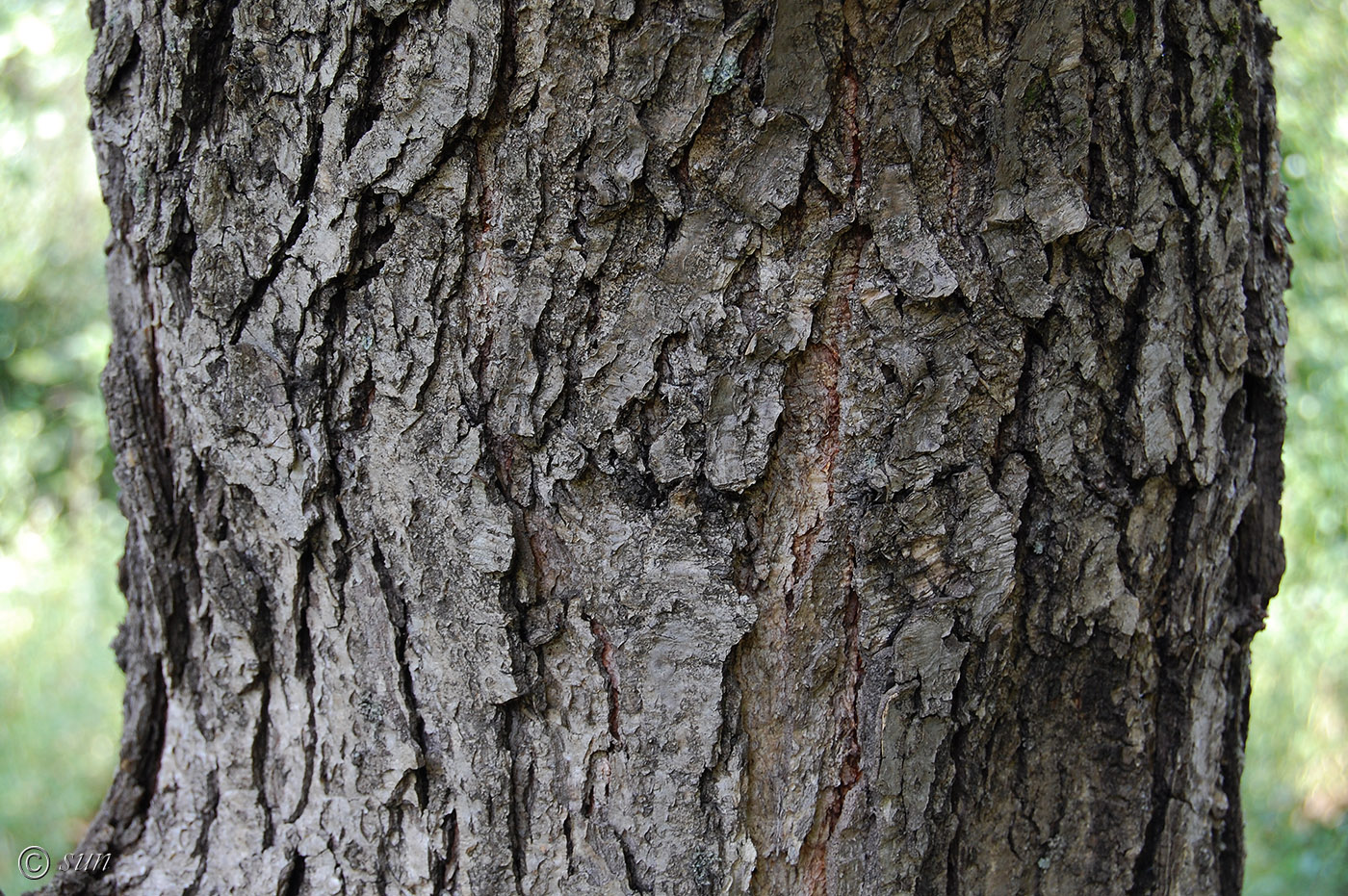 Изображение особи род Quercus.