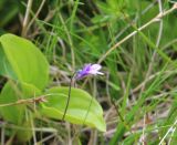 Pinguicula vulgaris