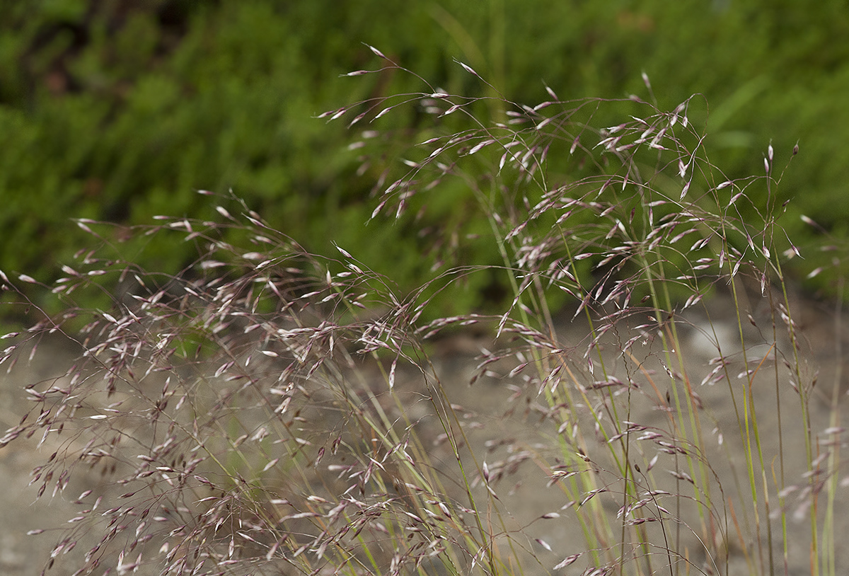 Изображение особи Agrostis trinii.