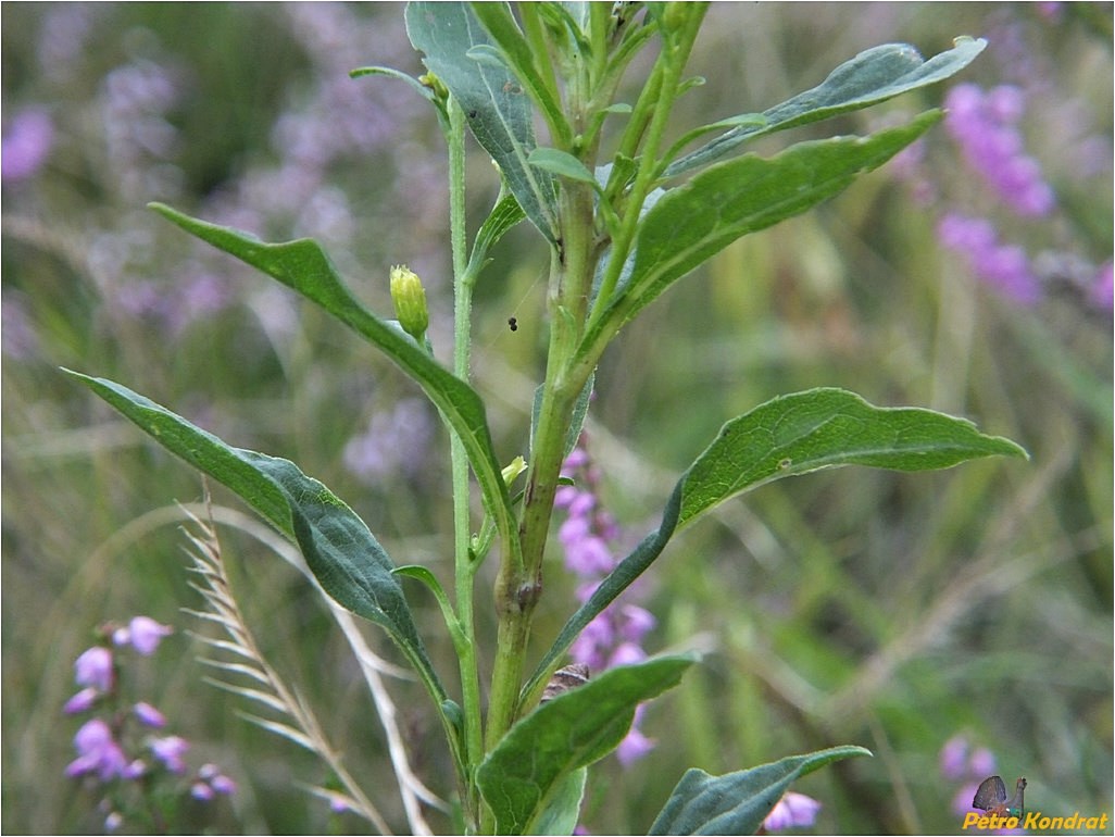 Image of Solidago virgaurea specimen.