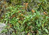 Cistus laurifolius. Верхушки веточек плодоносящего растения. Испания, Центральная Кордильера, нац. парк Сьерра-де-Гуадаррама, гранитный массив La Pedriza, высота ок. 1600 м. Июль.