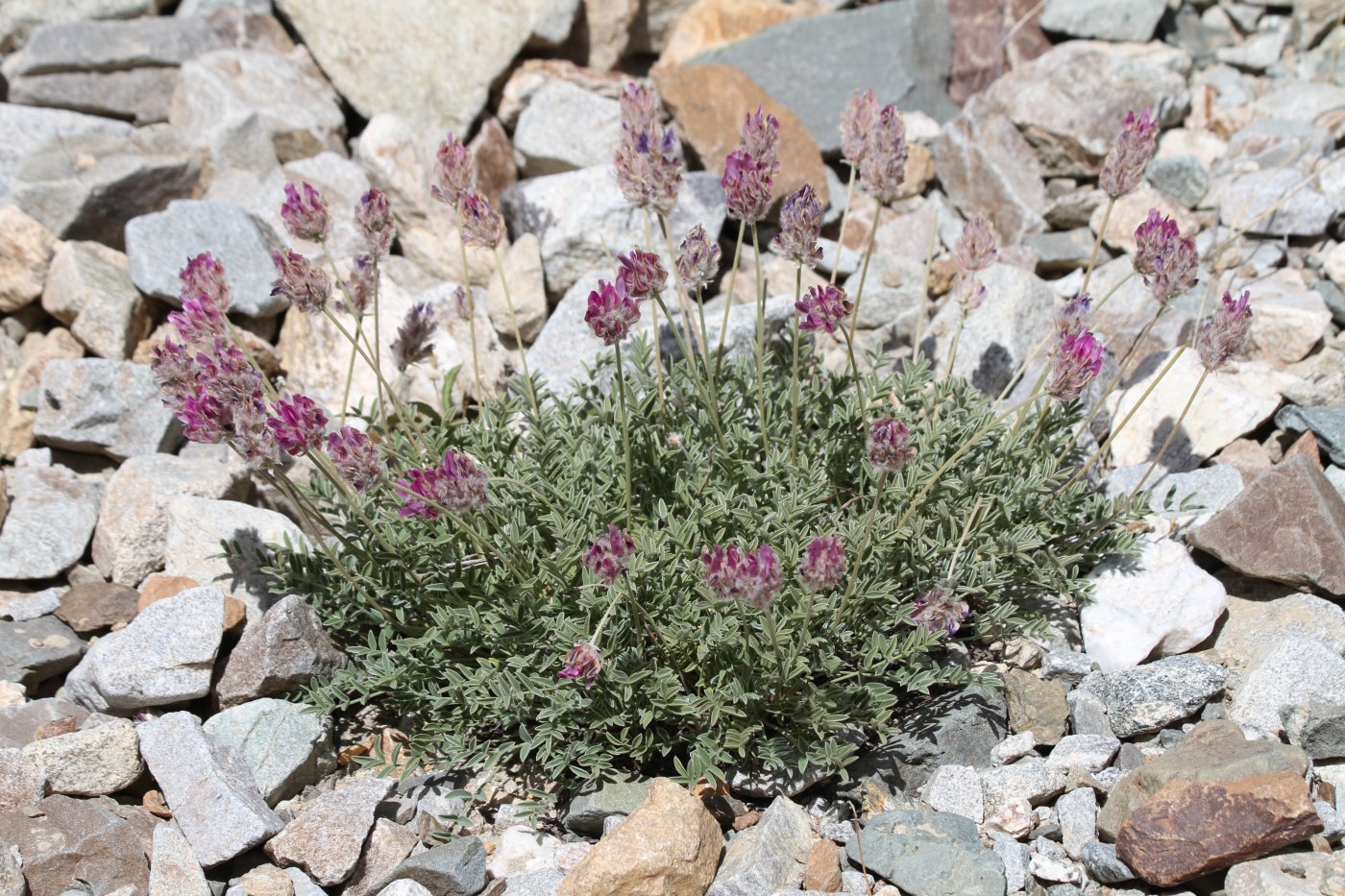 Image of Oxytropis microsphaera specimen.