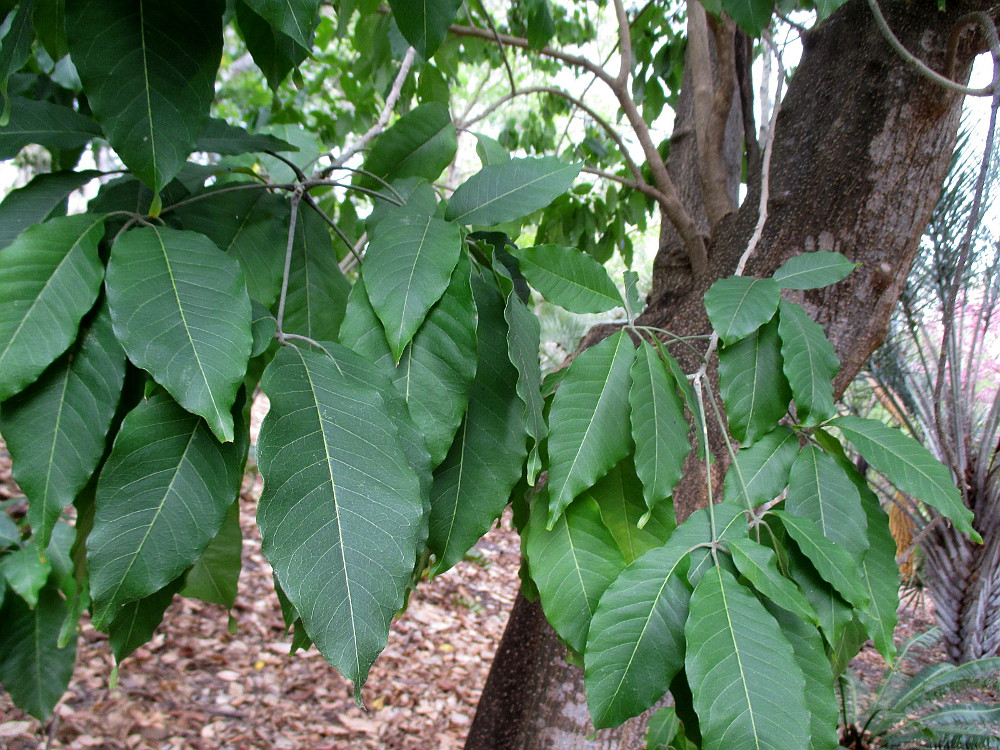 Изображение особи Casimiroa edulis.