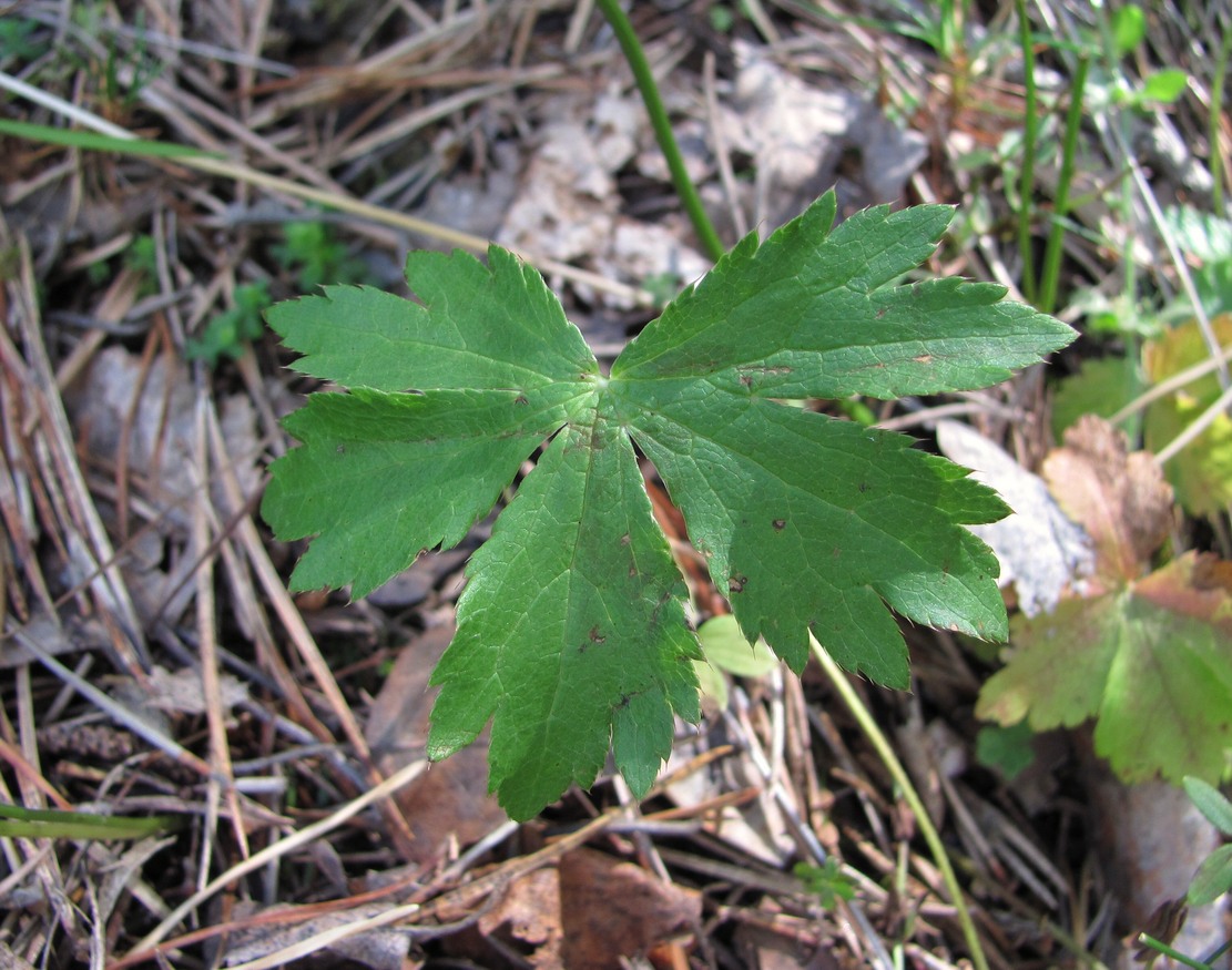 Изображение особи Astrantia trifida.