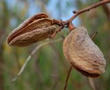 Amygdalus communis