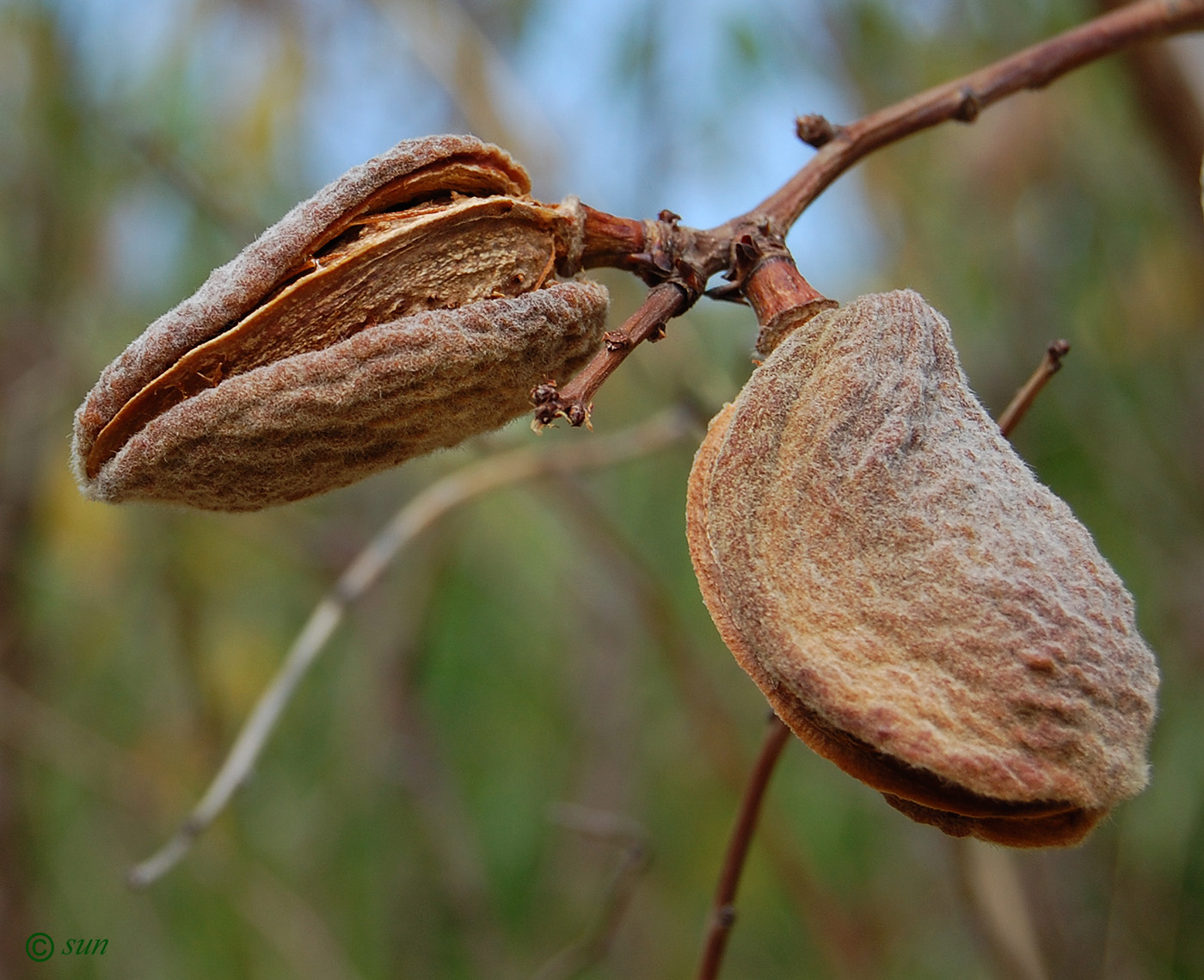 Image of Amygdalus communis specimen.
