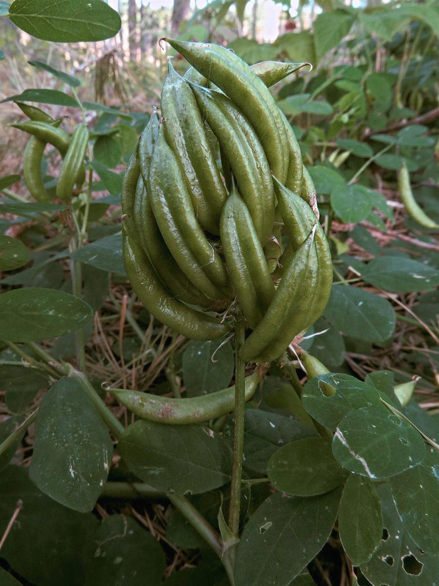 Image of Astragalus glycyphyllos specimen.