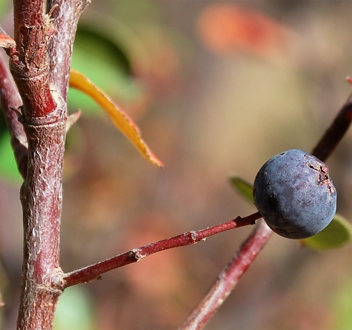 Image of Cotoneaster insignis specimen.