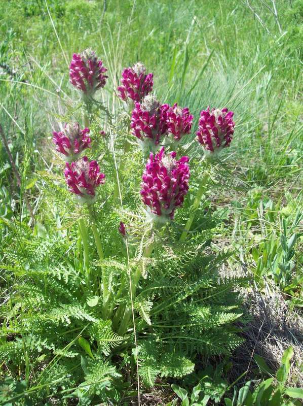 Изображение особи Pedicularis dasystachys.