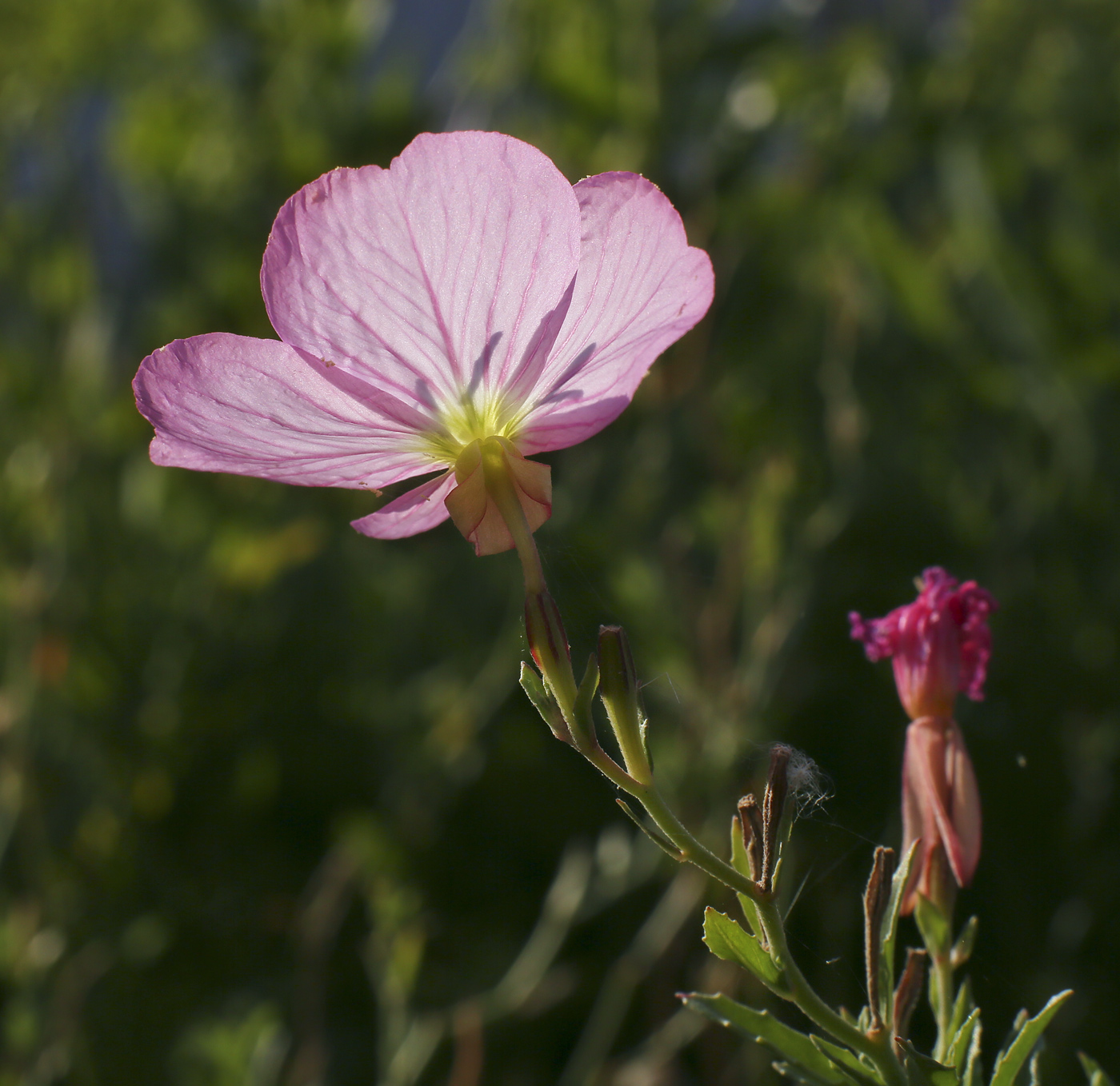 Изображение особи Oenothera speciosa.