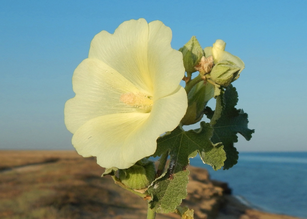 Изображение особи Alcea rugosa.