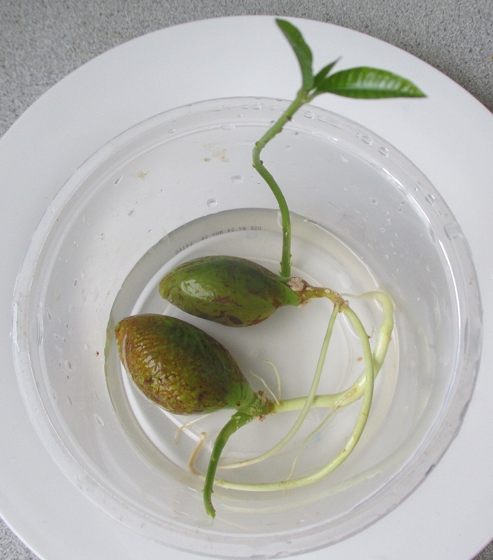Image of Pouteria campechiana specimen.