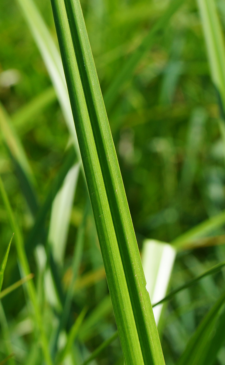 Image of Scirpus sylvaticus specimen.