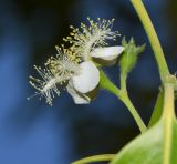 Lophostemon confertus. Бутон и цветок. Израиль, Шарон, пос. Кфар Монаш, ботанический сад \"Хават Ганой\". 21.05.2017.