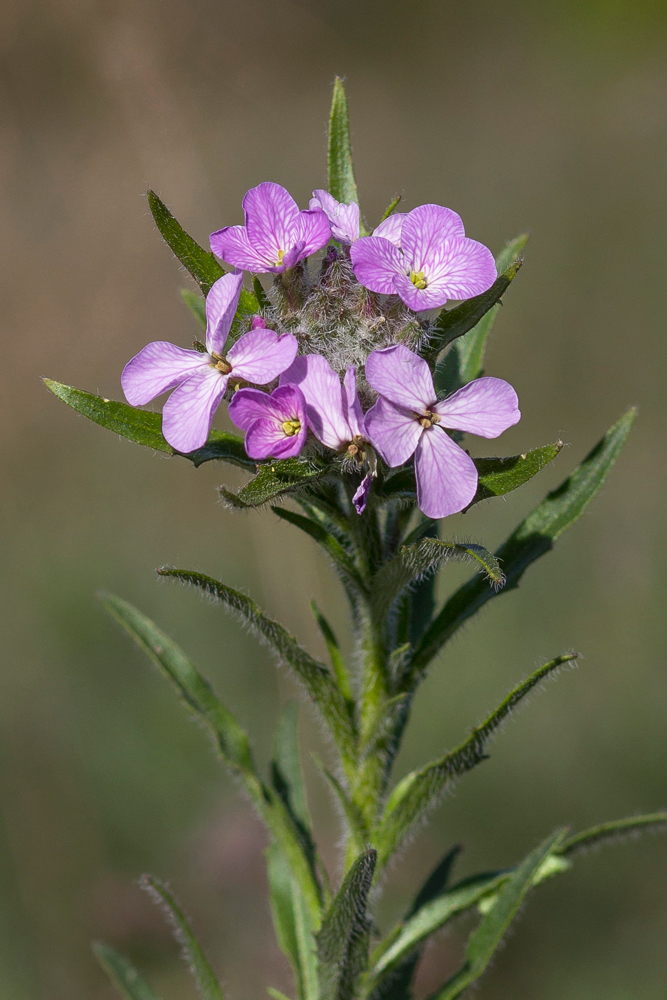 Image of Clausia aprica specimen.