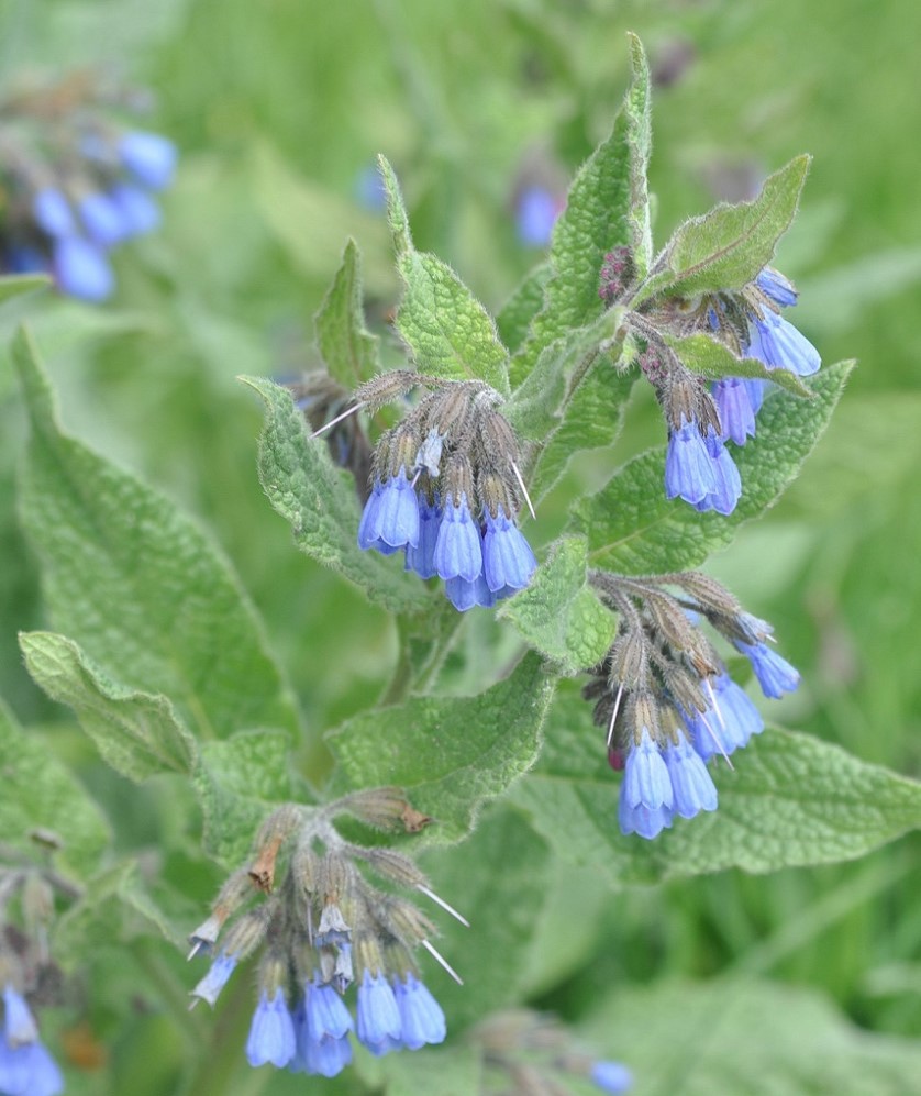 Изображение особи Symphytum caucasicum.