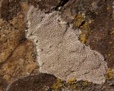 genus Aspicilia