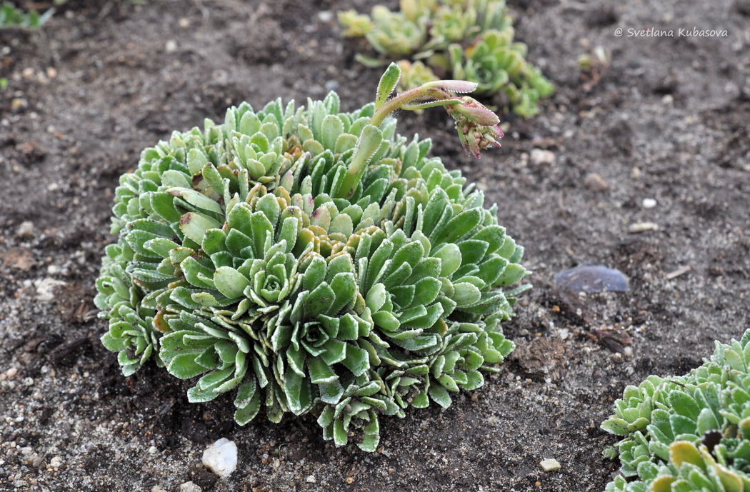 Image of Saxifraga paniculata specimen.