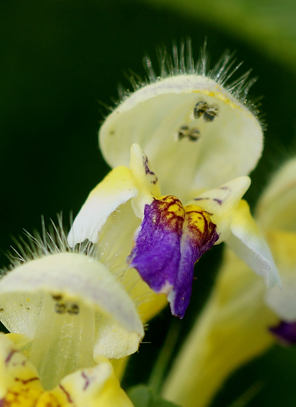 Image of Galeopsis speciosa specimen.