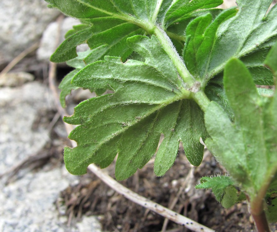 Image of Veronica vindobonensis specimen.