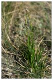 Carex pediformis. Цветущее растение. Республика Татарстан, Бавлинский р-н, г. Бавлы. 13.05.2010.