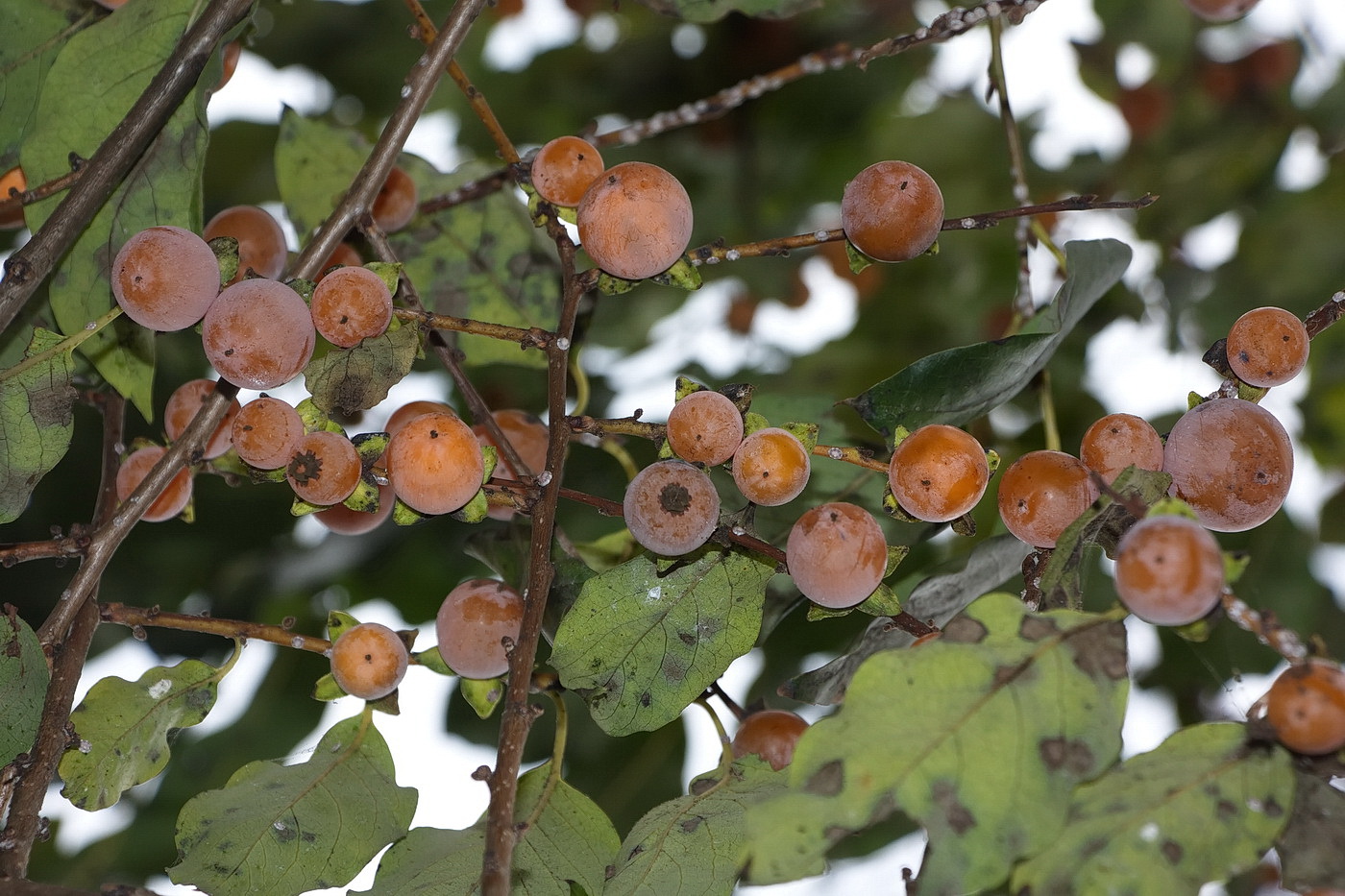 Image of Diospyros lotus specimen.