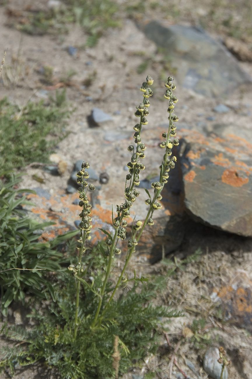 Изображение особи род Artemisia.